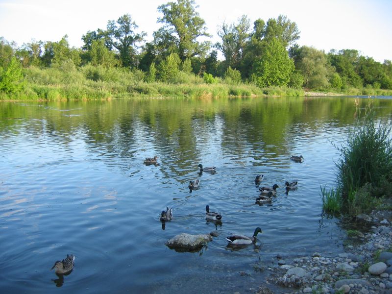 Les canards sur l'Ardèche à Lanas