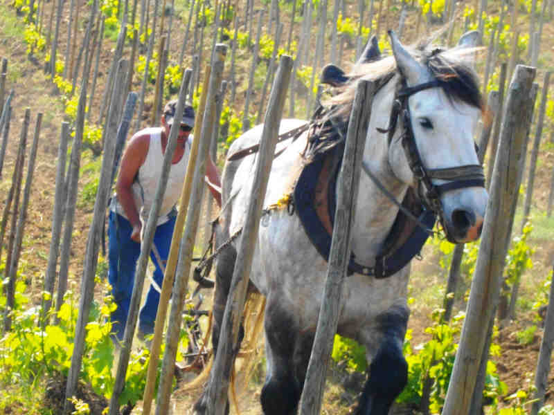 Journées de ferme en ferme en sud Ardèche