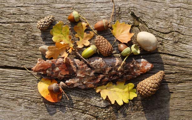Couleurs d'automne