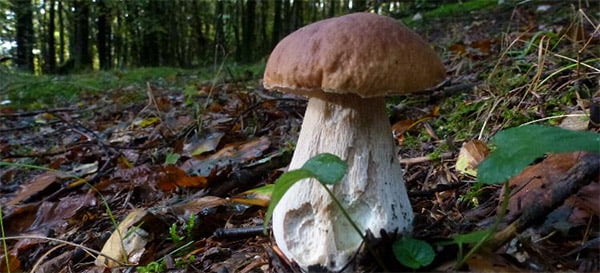 Fin de saison pour les cèpes en Ardèche !