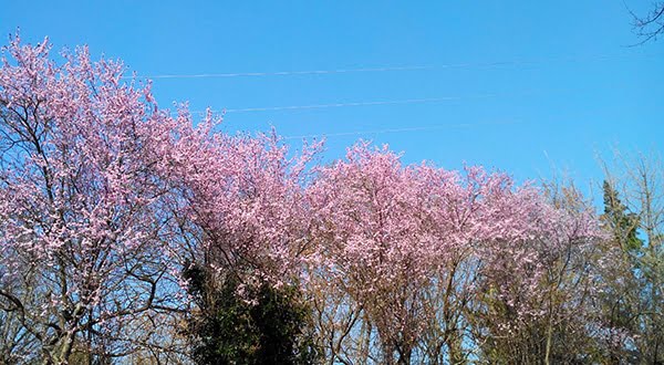 images-printemps-arbres