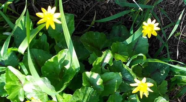 images-printemps-fleurs