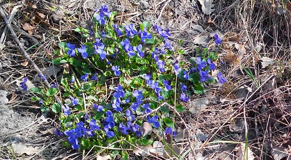 images-printemps-violettes